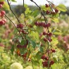 Malus domestica Obelisk