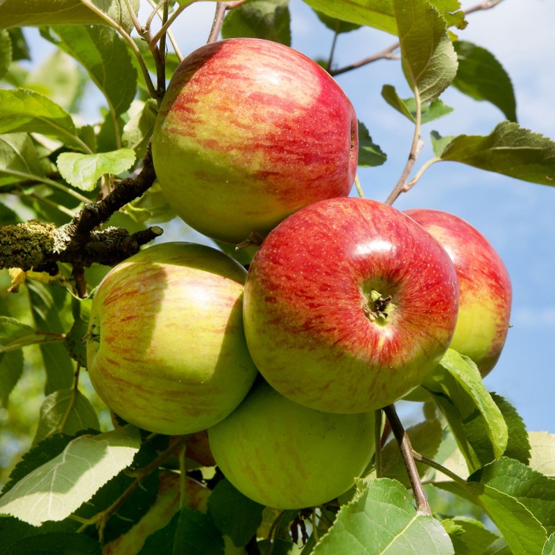 Malus domestica Rode Boskoop