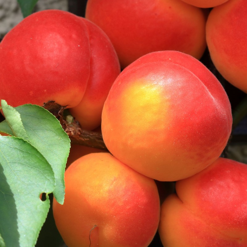 Prunus armeniaca Orange Red