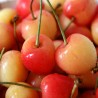 Prunus avium Bigarreau Napoleon