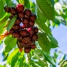 Prunus avium Kordia