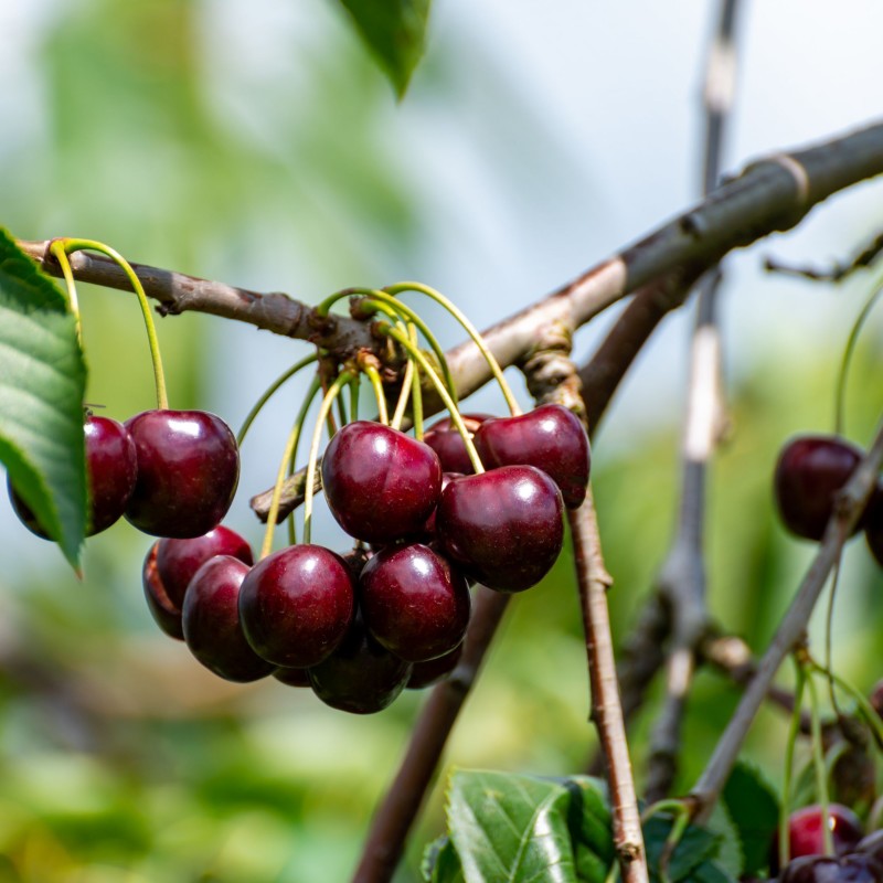 Prunus avium Regina