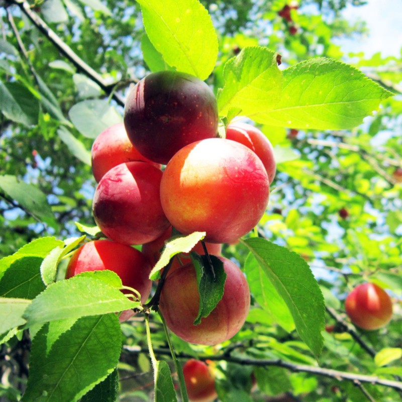 Prunus domestica Opal