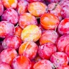 Prunus domestica Victoria