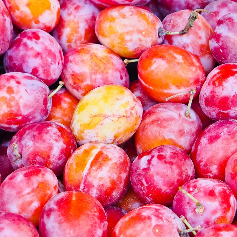 Prunus domestica Victoria