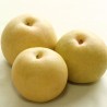 Pyrus Nijisseiki(japonica)
