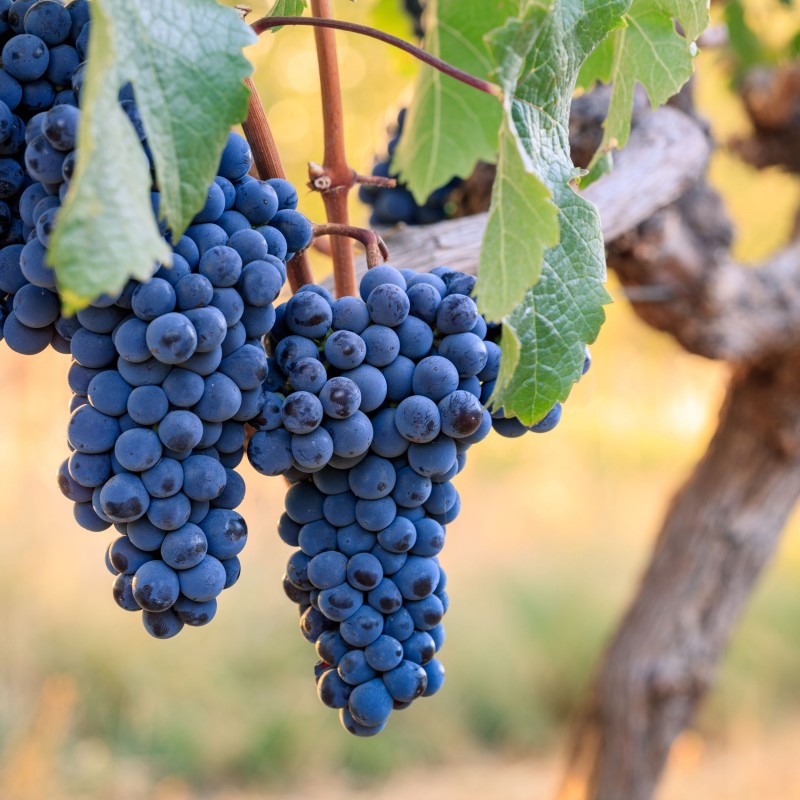 Cabernet Franc