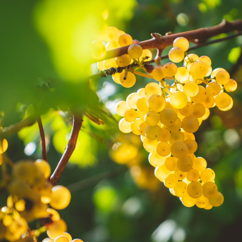 Vitis vinifera Chardonnay 