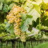Vitis vinifera Chardonnay 
