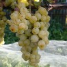 Vitis vinifera Irsai Oliver