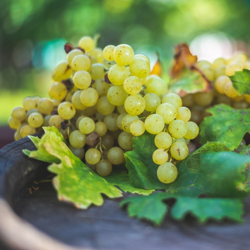 Vitis vinifera Irsai Oliver