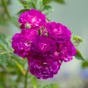 Trandafir Catarator Bleu Magenta
