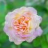 Sutter's Gold alpinism Rose
