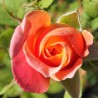 Joseph\'s Coat Climbing Rose
