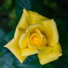 Trandafir Catarator Royal Gold
