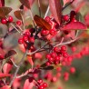 Aronia arbutifolia Brilliant