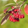 Aronia arbutifolia Brilliant