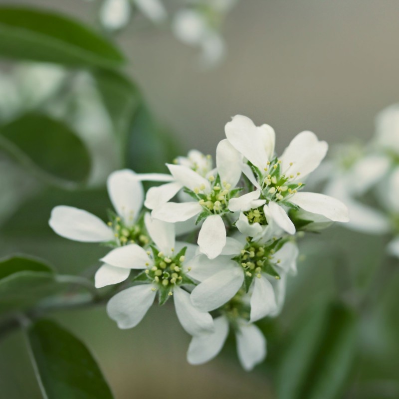 Amelanchier alnifolia Thiessen