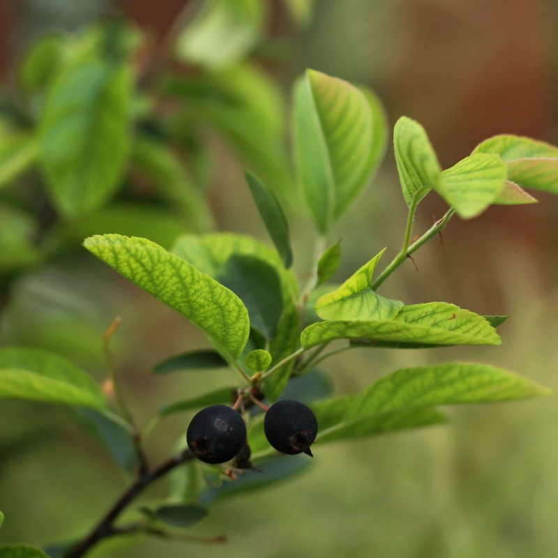 Amelanchier alnifolia Thiessen