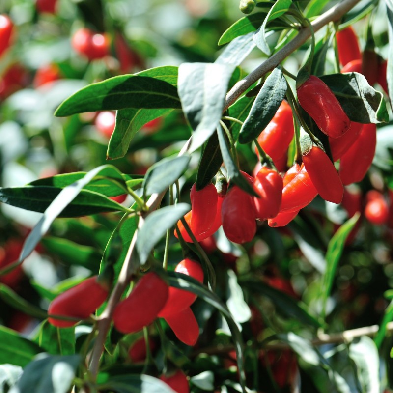 Goji Sweet Berry