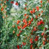 Goji Sweet Berry