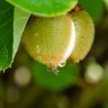 Kiwi Jenny