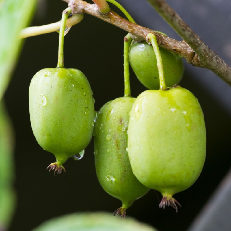 Kiwi Arguta Issai
