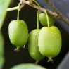 Kiwi Arguta Issai
