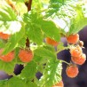 Zmeur Orange