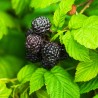 Zmeur negru Bristol