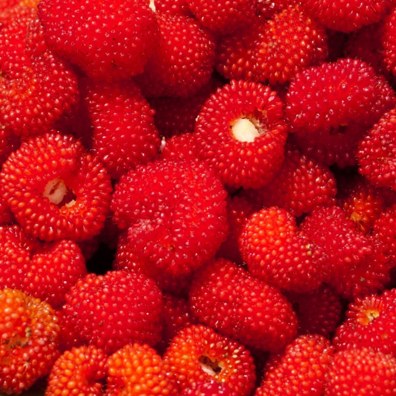 Capsun-Zmeur Red Beauty