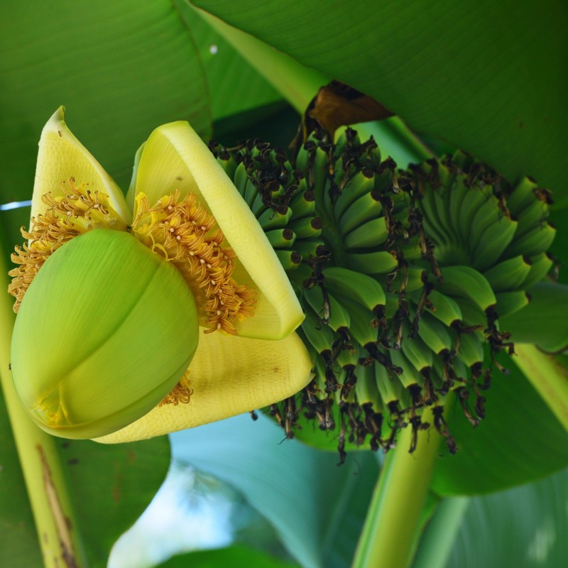 Winterharten Banana