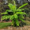 Winterharten Banana