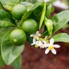 Limeta