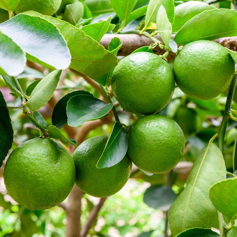 Limeta