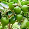 Limeta
