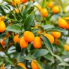 Kumquat