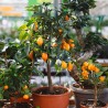 Kumquat