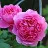 Trandafir pe trunchi Princess Anne