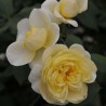 Trandfir pe trunchi Vanessa Bell