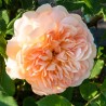 Trandafir pe trunchi Port Sunlight