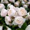 Trandafir pe trunchi Desdemona
