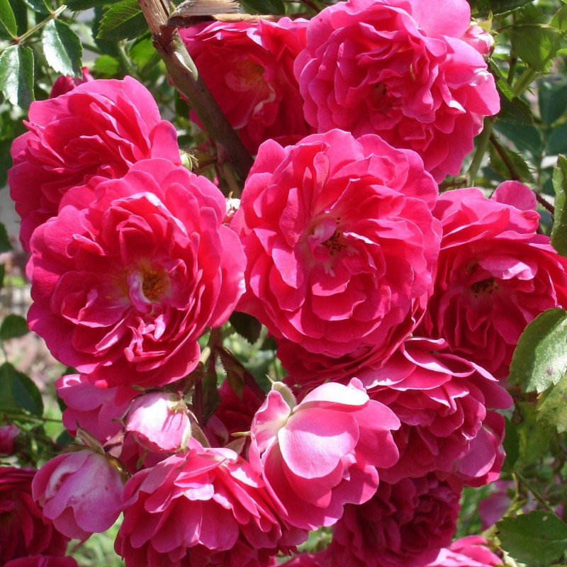 Trandafir plangator Our Rosy Carpet