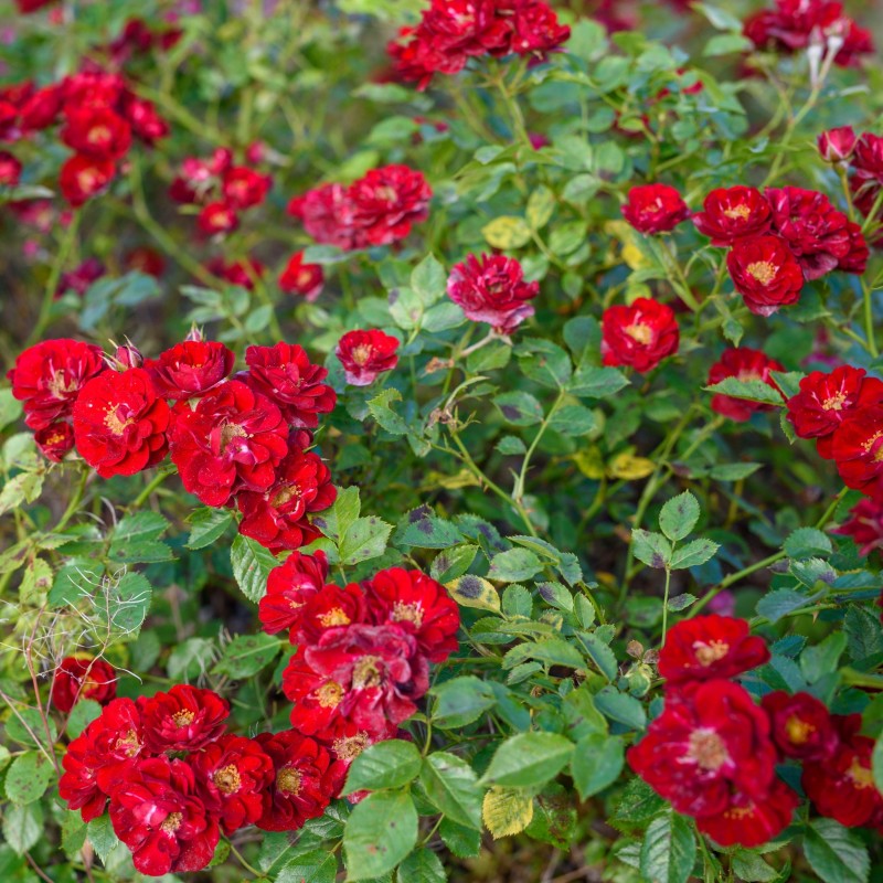 Trandafir plangator Summer\'s Evening