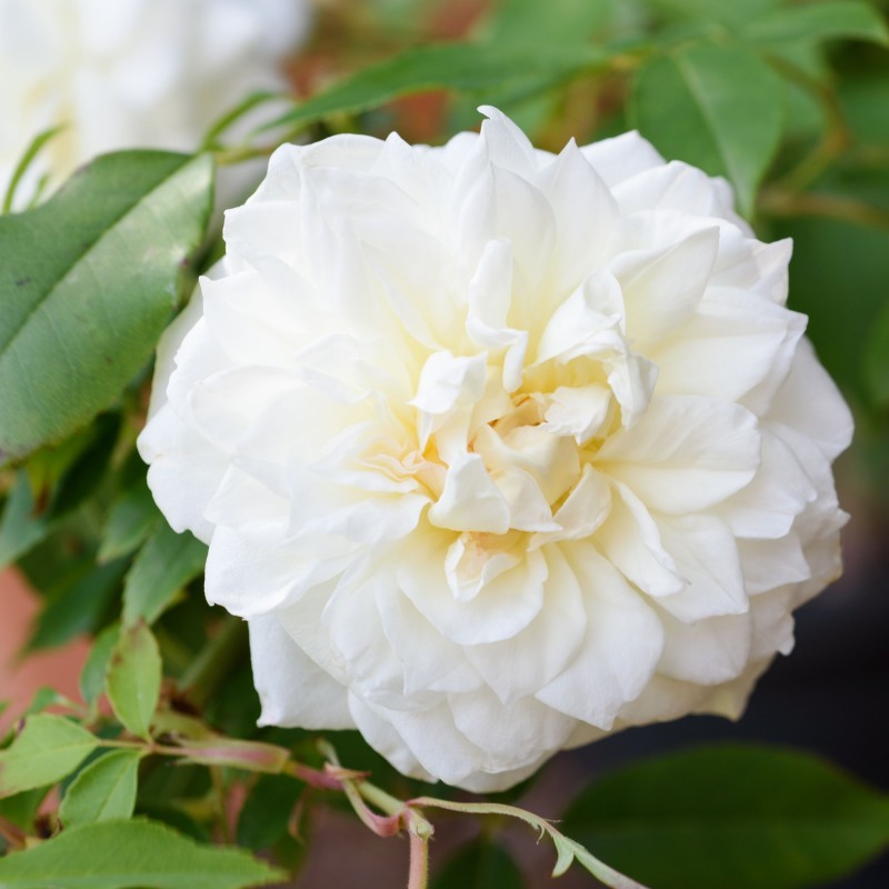 Trandafir plangator Lamarque