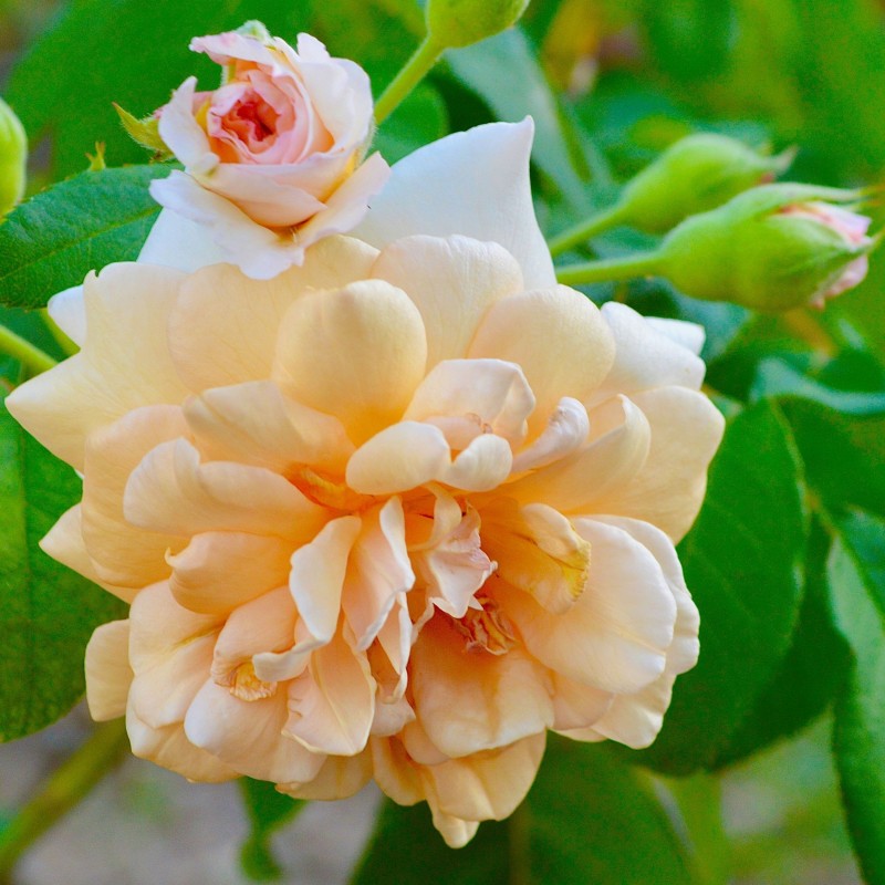 Trandafir plangator Buff Beauty