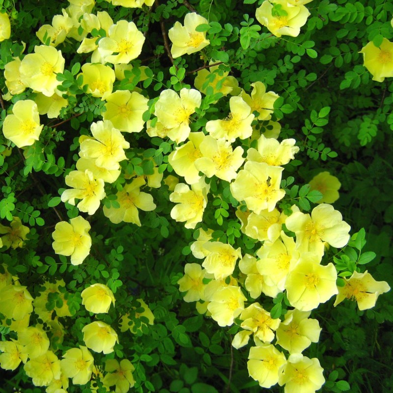 Trandafir de pasăre canar