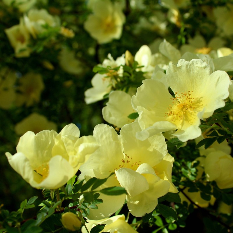 Trandafir de pasăre canar