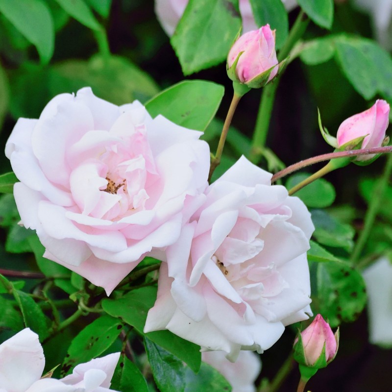 Trandafir plangator New Dawn