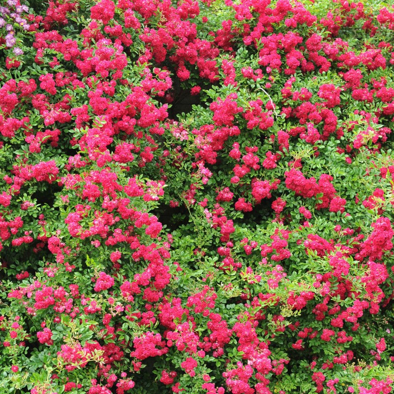 Trandafir plangator Super Excelsa